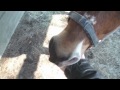 Click here to watch this video Pony and puffshroom.avi