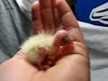 lil peeper peeping cockatiel baby