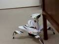 Roboquad Gets Stuck...Then Escapes