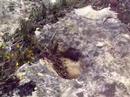 Algumas das pegadas de dinossaurio em Alvaiázere!!!