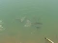 When Catfish Feed...