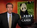 Reporter eats Panda. - tastes like chicken! - gourmet bear! Reporter eats Panda. - tastes like chicken! - gourmet bear!