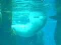 Swimming PorlarBear