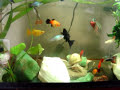 Peixes no pequeno aqu�rio