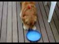 videos de Dogbook Movie: Frisbees!