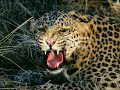 harika canl?lar leopar ve puma harika canl?lar leopar ve puma