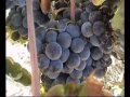 Bodegas Malon de Echaide -PROCESO DE ELABORACIÓN.wmv