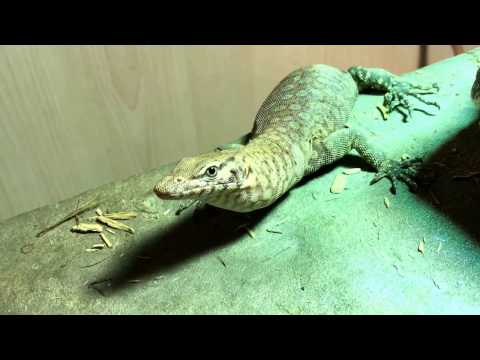 YouTube reptile video