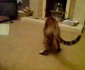 Sarny Learns Fetch