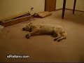 Cachorro sonambulo
