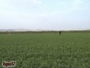 EPAGNEUL BRETON - AROANIA FANNY: ?????? ???????? ??2