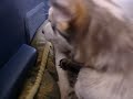 かわいい犬動画