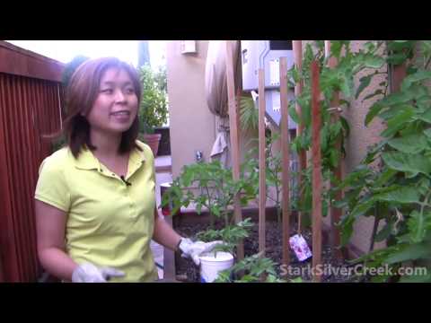 how to fertilize a vegetable garden