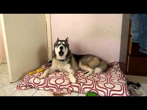 YouTube: este perro aúlla cuando escucha el tema 'I feel good'