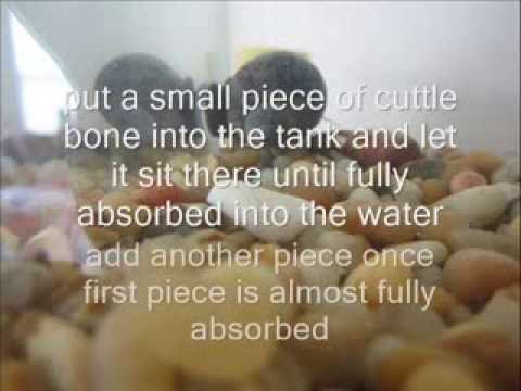 how to care apple snail