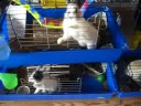 Trois lapins affam�s