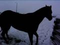 videos de First Snow of the Year