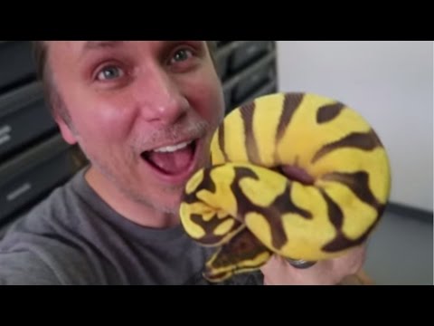 YouTube reptile video