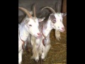 Huisdierenverzorging D'n Uutloat