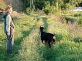 Dobermann Viki catches the mosquitoes Dobermann Viki catches the mosquitoes