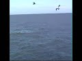 shark attack