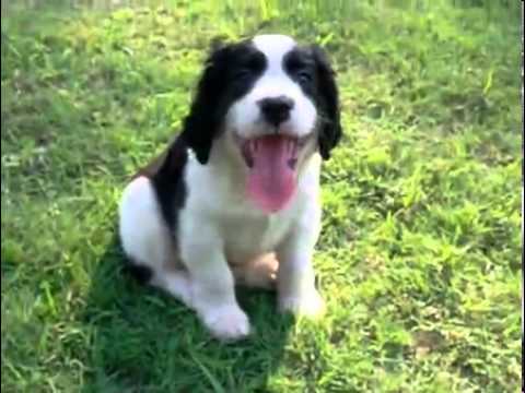 AKC English Springer Spaniel Male
