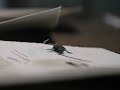 DANCING FLY PART II