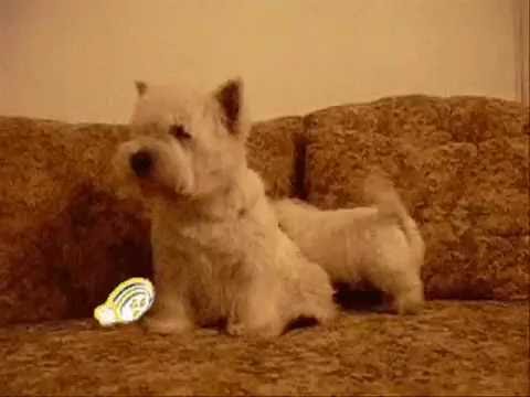 West Highland White Terrier 8 weeks