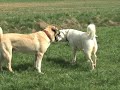 Kangal Aslan Ve Akbash Nadir