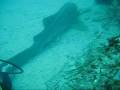 videos de Diving Stradbroke.wmv