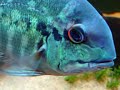 Parrot Cichlid Desovando