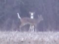 WEIRD, STRANGE, ANIMALS INHABIT OHIO COUNTRYSIDE PIEBALD