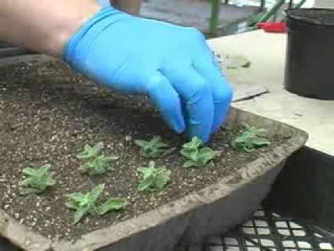 how to plant clippings