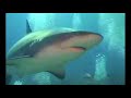 Tiburones Tiburones