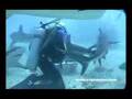 Tiburones