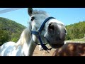 Pferde Stall Fried St. Germanshof Suedwestdeutchland carly s clips auf youtube