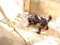 Veludo e o coco