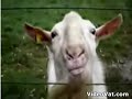 Goat Licking Electric Fence Over and Over
