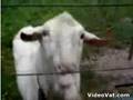 Goat Meets Electric Fence