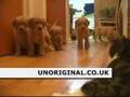 Puppies vs Cat (Cute)