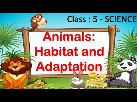 Animals: Habitat & Adaptation || Class 5 – Science ||| CBSE / NCERT ||  Adaptation in Animals – Orchids eLearning