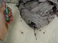 Blowing Up A Wasp Nest Blowing Up A Wasp Nest