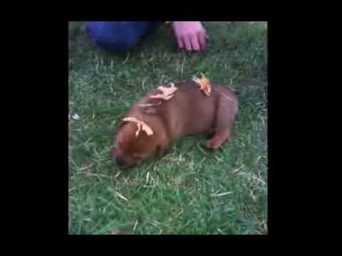 how to care shar pei