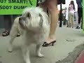 beverly-hills-posh-puppy-store-not-so-posh.html