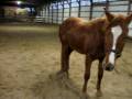 Hezas Hot as Blazes - Jacquelyn Wise - Quarter Horse Hezas Hot as Blazes - Jacquelyn Wise - Quarter Horse