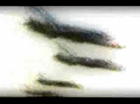 DOWNSPELL "Pogrom"