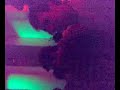 Baile Chiquiliquatre.
