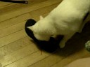 Blind cat plays with toy mouse