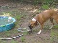 My Dog And The Hose pt.1 My Dog And The Hose pt.1