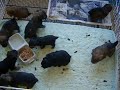 scyorkiepoo com puppies 001